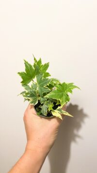 Baby plante Terrarium Hedera Helix Panaché (lierre grimpant)