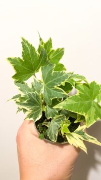 Baby plante Terrarium Hedera Helix Panaché (lierre grimpant) – Image 2