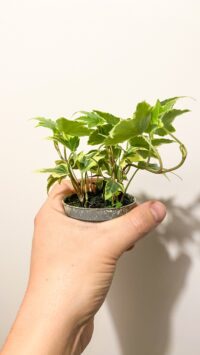 Baby plante Terrarium Hedera Helix Panaché (lierre grimpant) – Image 3